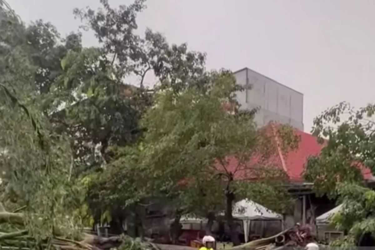 Antisipasi pohon tumbang, Tamhut Jakbar tambah personel pemangkasan