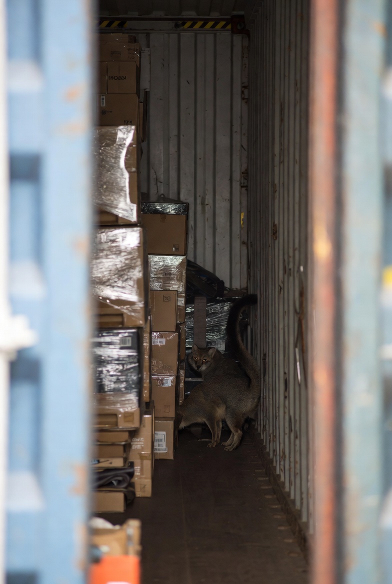 Rubah Merah Inggris Jadi “Penumpang Gelap” Kapal Kargo, Selamat Menyeberang Atlantik dan Kini Dirawat di Bronx Zoo New York